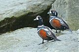 Harlequin Duckborder=